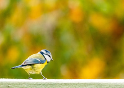 Photographie animalière